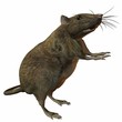 Ratte