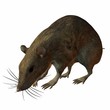 Ratte