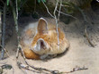 Fennec