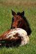 Photo: Appaloosa Colt 3 Appaloosa Colt 3