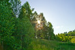 The Sun in the summer forest The Sun in the summer forest