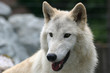 Loup