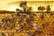 apis rodopica