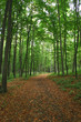 path in the forest