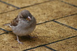 Vogel am Boden 1 Vogel am Boden 1