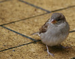 Vogel am Boden 2 Vogel am Boden 2