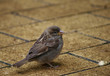 Vogel am Boden 3 Vogel am Boden 3