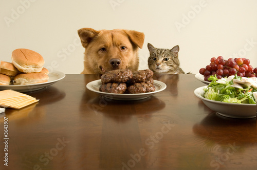 Photo: Dog and cat ready for the feast Dog and cat ready for the feast