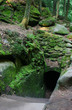 Forest refuge