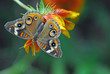 Mariposa 1