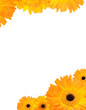 Gerbera flower frame with copyspace