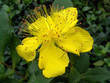 Johanniskrautblüte