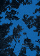 Looking up to trees against dark blue starry night sky