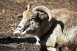 Big brown ram lying on the yellow grass