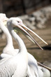 Two pelicans white staying in the autmn meadow