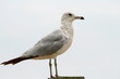 seagull, gull, ivory gull seagull, gull, ivory gull