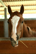 head horse eats hay