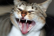 Open  mouthed cat and teeth