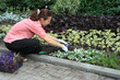 Young woman planting out blue lobelias in a garden Young woman planting out blue lobelias in a garden