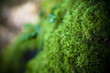 forêt_02