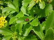 Käfer