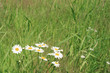 Meadow of green grass with a camomile on a foreground