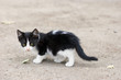 stray kitten walks over groung, searching for food