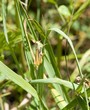 grasshopper