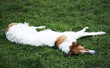 schlafender Hund auf Wiese