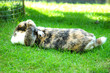 Rabbit Rabbit