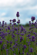 Bright lavender flowers on a sunny day 3