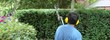 hedge trimming
