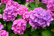 hortensia