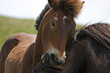 Horses playing in a grazing. Space for text.