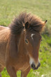 Foal running on a meadow