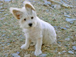 Cucciolo bianco