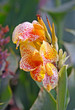 Orchidee