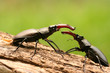 Combat de Lucane cerf volant 