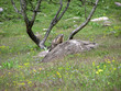 1459 - Marmotte près d'un arbre (Queyras, Alpes) 1459 - Marmotte près d'un arbre (Queyras, Alpes)