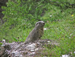1460 - Marmotte près de son terrier (Queyras, Alpes) 1460 - Marmotte près de son terrier (Queyras, Alpes)