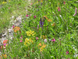 1461 - Alpage en fleurs, Queyras, Alpes 1461 - Alpage en fleurs, Queyras, Alpes