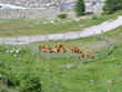 1463 - Vaches en estive (massif du Queyras, Alpes) 1463 - Vaches en estive (massif du Queyras, Alpes)