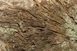 Foto: Close-up photograpg of old wood texture Close-up photograpg of old wood texture
