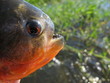 Piranha Cajú,  Amazonas