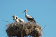 Storks