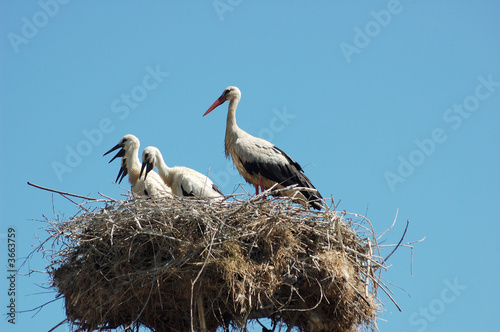 Photo: Storks Storks