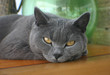 Lazy cat Lazy cat