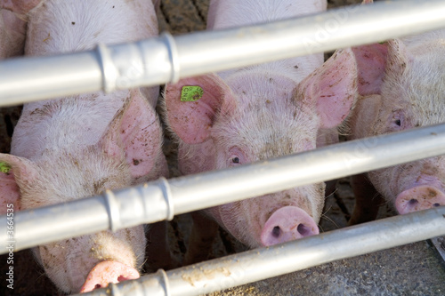 mastschweine mastschweine