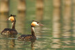 Grèbe huppé - Podiceps cristatus - Great Crested Grebe