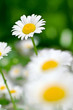 camomile